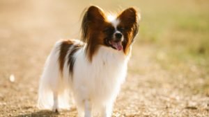 Are Papillon Dogs Rare Here's What the Data Shows