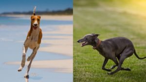 Azawakh vs Greyhound
