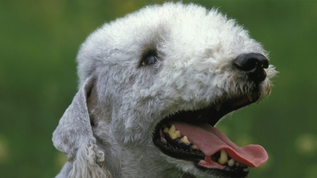 Bedlington Terrier dog