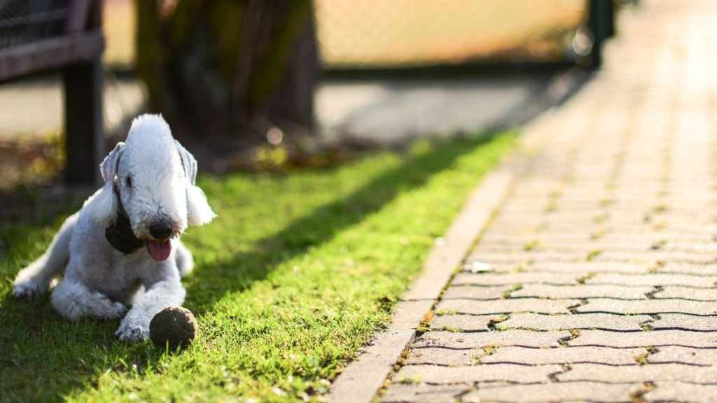 Bedlington Terrier dog