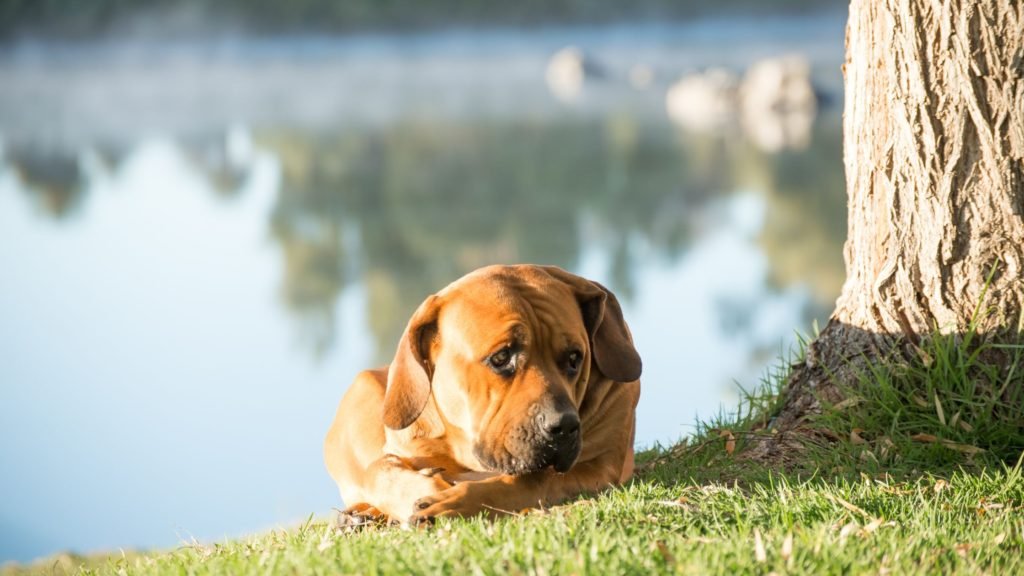 A Boerboel Dog