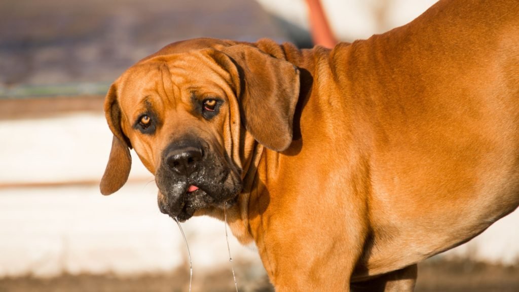 A Boerboel Dog