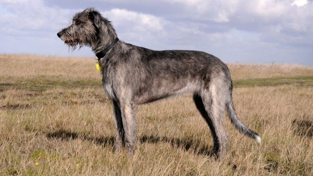 Can Irish Wolfhounds Live in Apartments