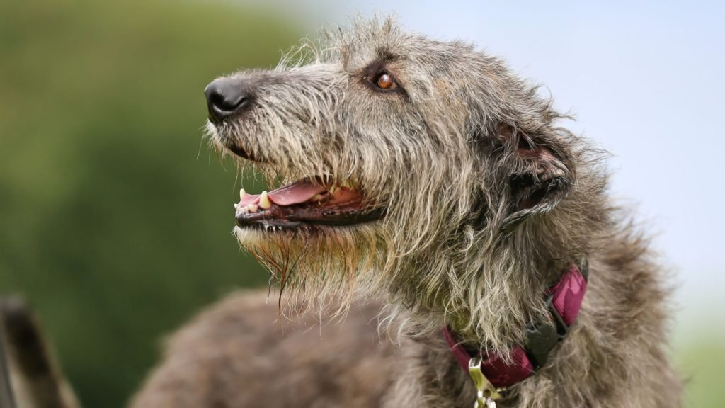 Can Irish Wolfhounds Live in Apartments