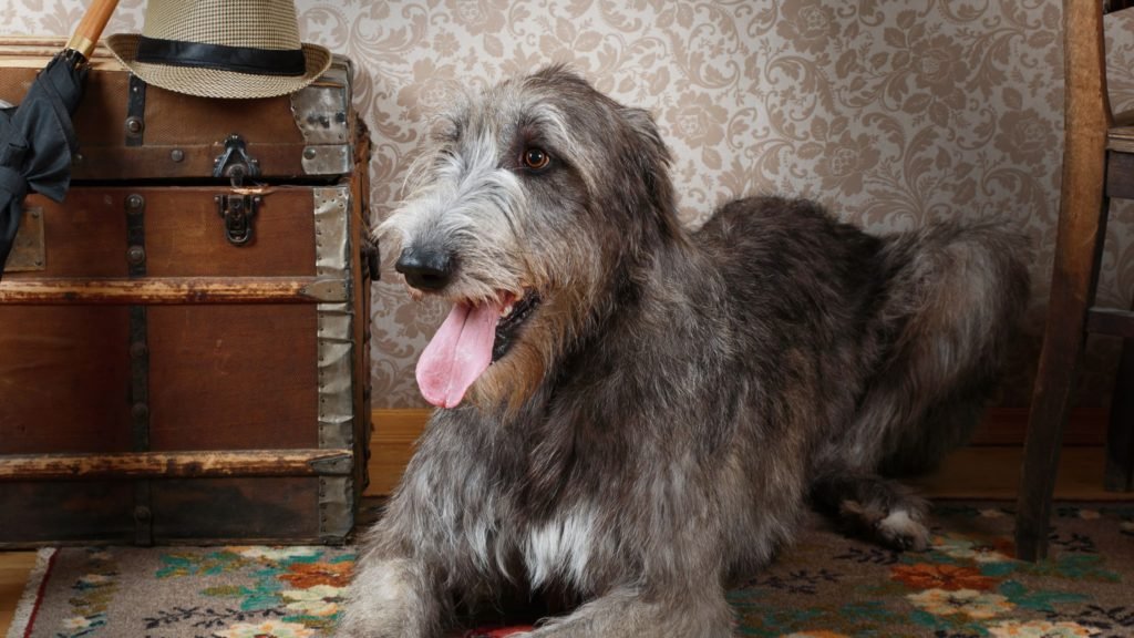 Can Irish Wolfhounds Live in Apartments