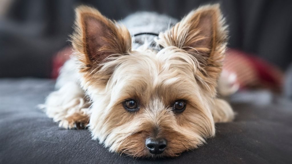 Can a Yorkshire Terrier Be a Service Dog