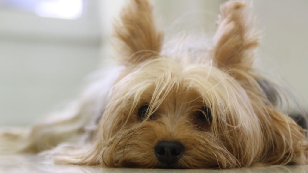 Can a Yorkshire Terrier Be a Service Dog