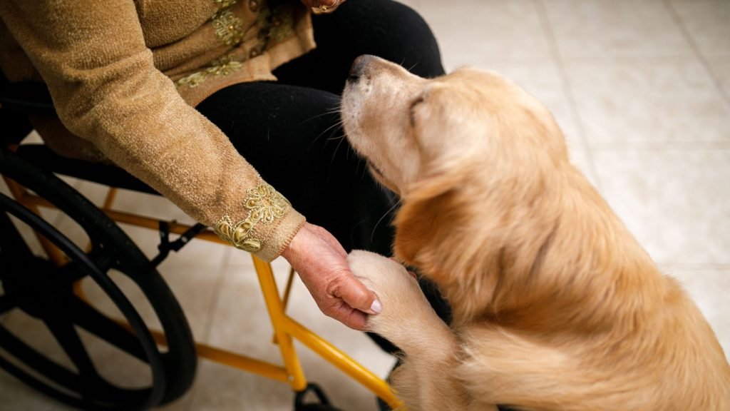 Does Insurance Cover Service Dogs