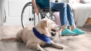 Does Insurance Cover Service Dogs