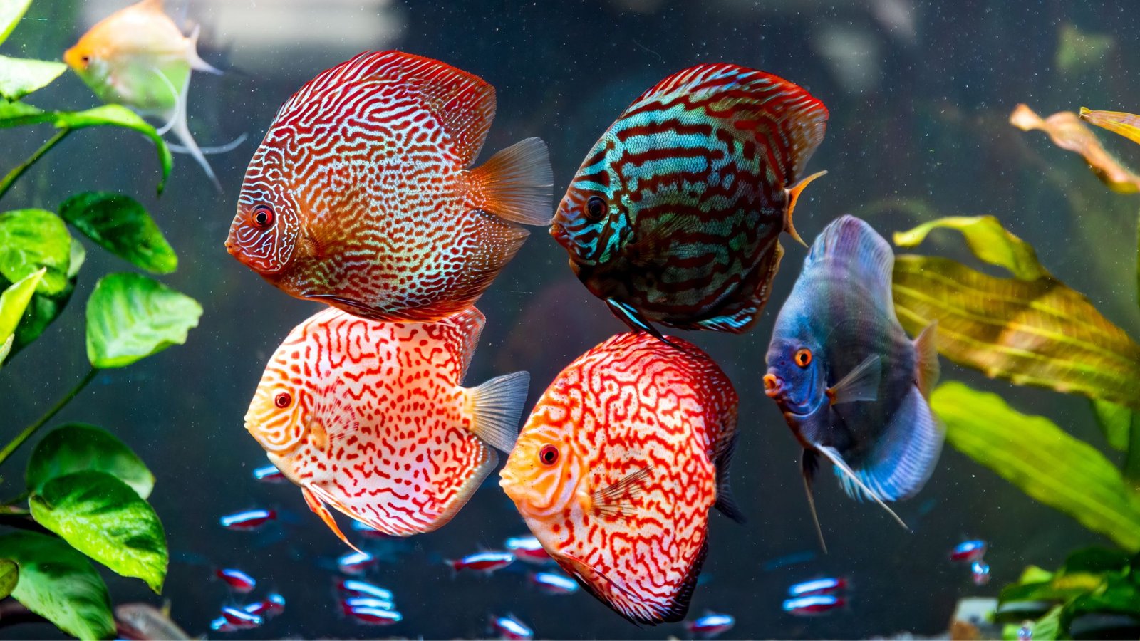 Fish Intelligence: The Hidden Genius in Your Aquarium