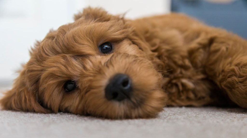 How Many Puppies Can a Goldendoodle Have?