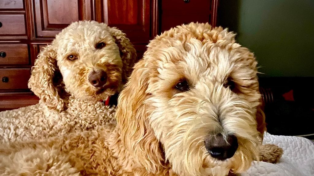 How Many Puppies Can a Goldendoodle Have