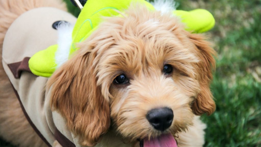 How Many Puppies Can a Goldendoodle Have?