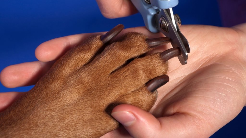 How to Make Dogs Nails Less Sharp