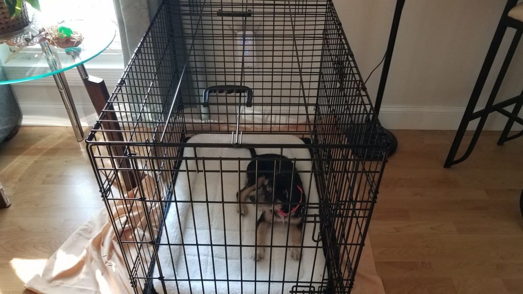 Is Crate Training Good for Puppies