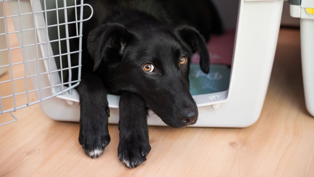 Is Crate Training Good for Puppies