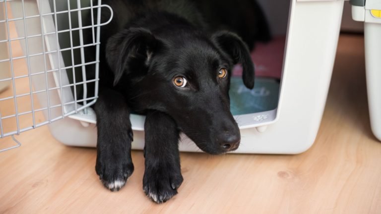 Is Crate Training Good for Puppies?