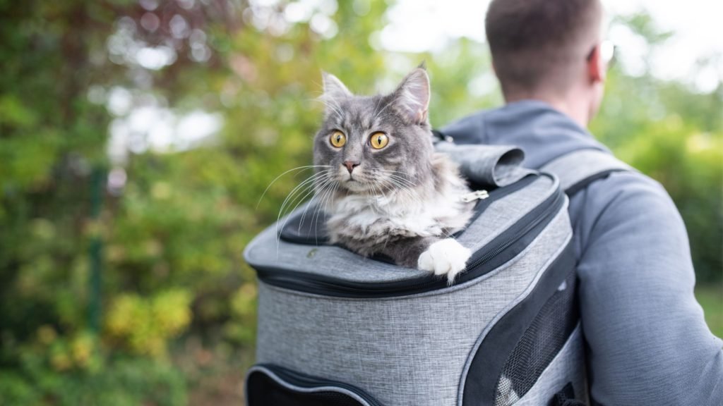 Tips for Traveling with Your Cat l