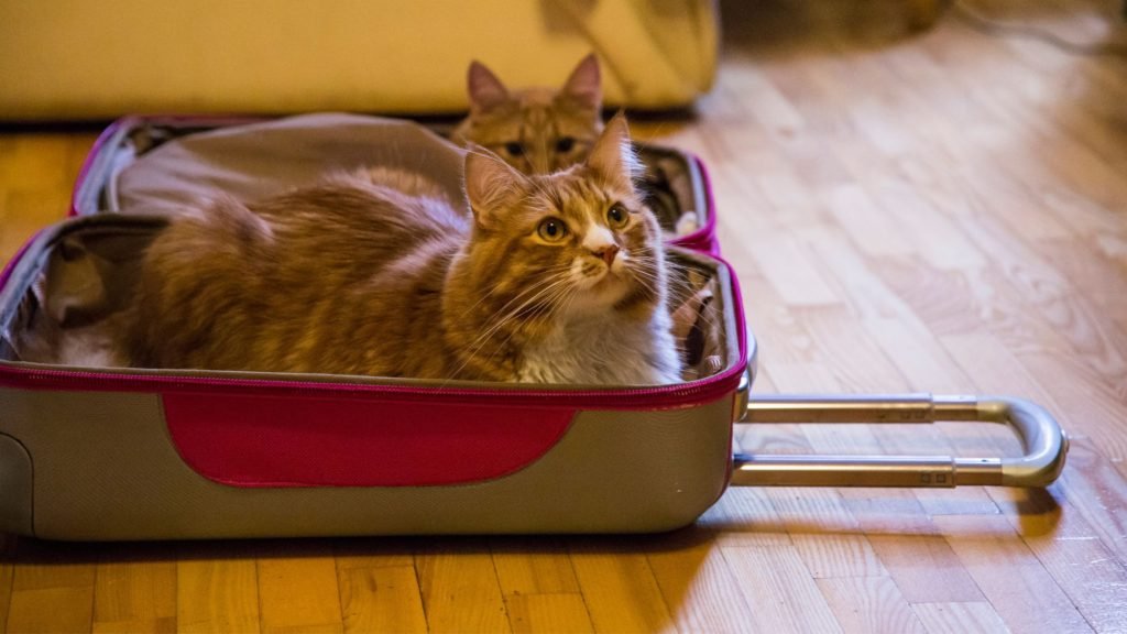 Tips for Traveling with Your Cat