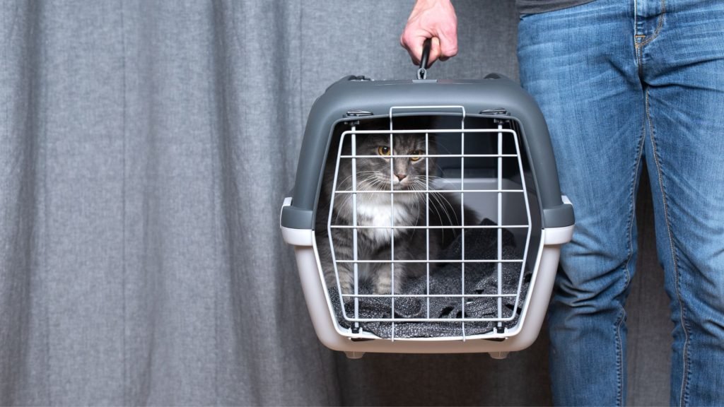 Tips for Traveling with Your Cat