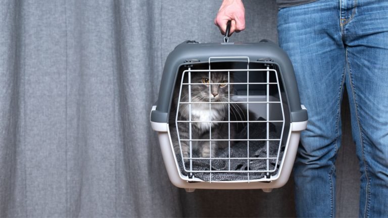 Cat Travel Made Easy: Tips for Traveling with Your Cat