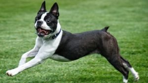 Why Is My Boston Terrier Shedding So Much?