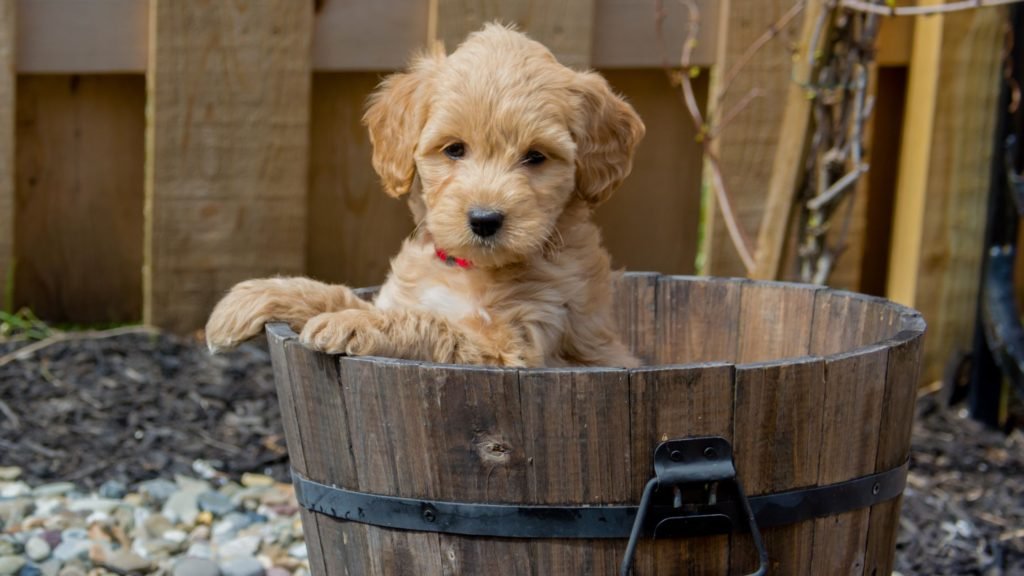 How Many Puppies Can a Goldendoodle Have?