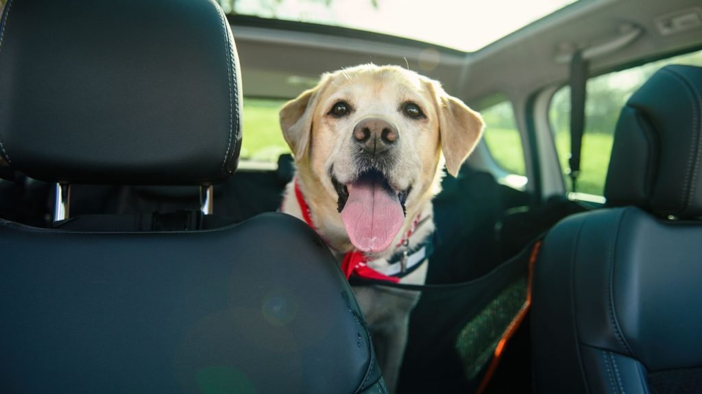 Why does my dog get aggressive in the car? Dogs can become aggressive in the car for a variety of reasons. It can be due to fear, territorial behavior, motion sickness, or simply the stress of being in a confined, moving space. It's important to identify the cause to address the issue effectively. How can I calm my dog in the car? Methods to calm your dog in the car can range from providing them with familiar toys or blankets, using calming sprays, or slowly acclimatizing them to car rides through positive reinforcement and gradual exposure. Should I punish my dog for being aggressive in the car? Punishing your dog for being aggressive in the car can often exacerbate the problem. Instead, focus on understanding the root cause and using positive reinforcement to encourage better behavior. Can a professional help with my dog's car aggression? Absolutely! If your dog's car aggression is severe, or if your efforts to calm your dog aren't working, you should seek help from a professional dog trainer or a behaviorist. They can provide personalized guidance based on your dog's behavior and needs. Why Does My Dog Get Aggressive in the Car Decoding Canine