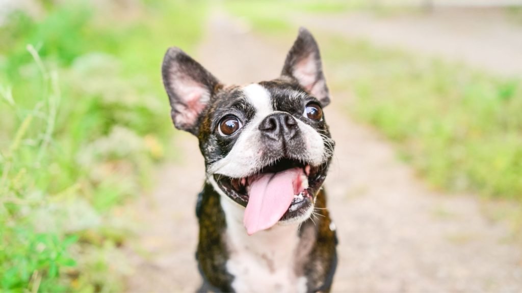 Why Your Boston Terrier is Shedding So Much