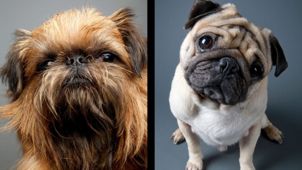 are Brussels Griffons Related to Pugs