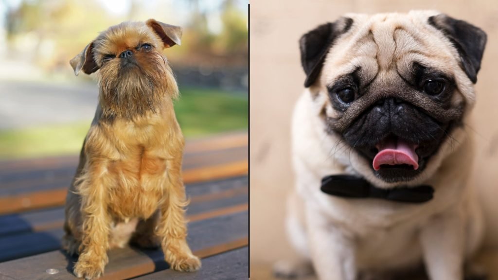 are Brussels Griffons Related to Pugs