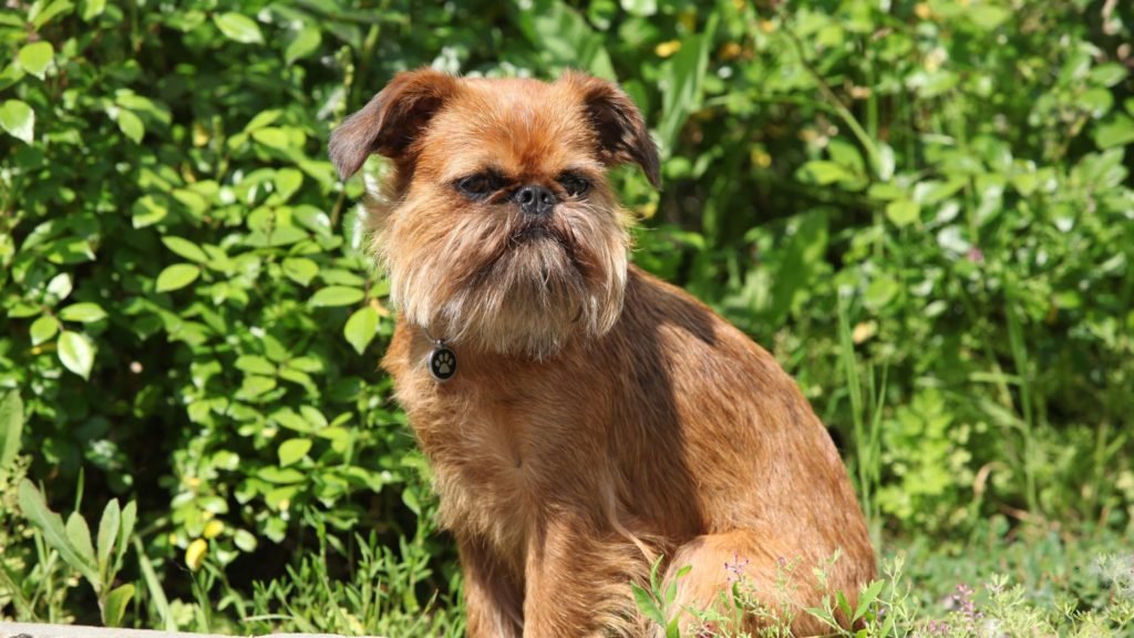 are Brussels Griffons Related to Pugs