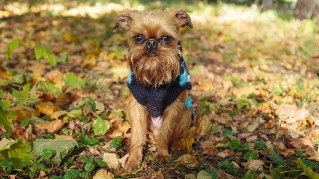 are Brussels Griffons Related to Pugs t