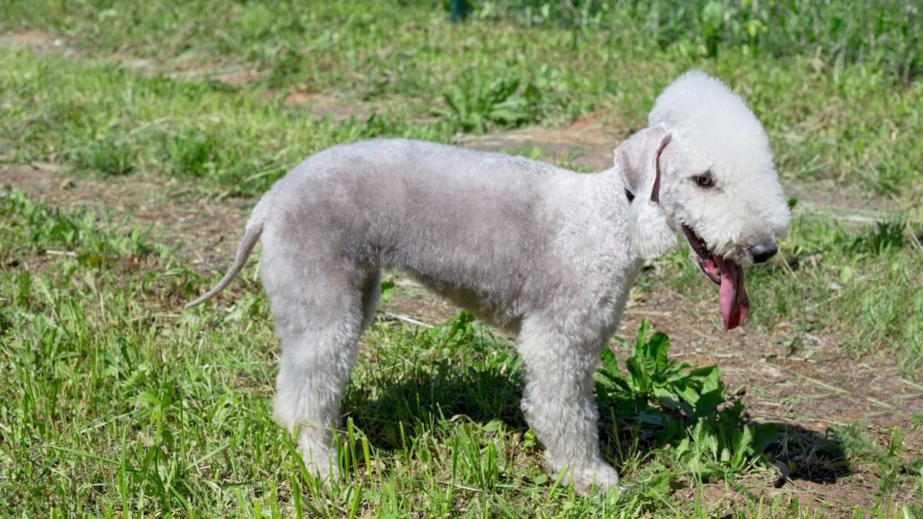 how to groom a bedlington terrier