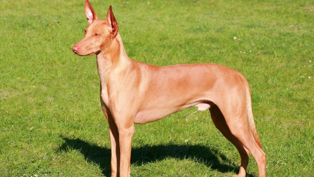 pharaoh hound egyptian dogs