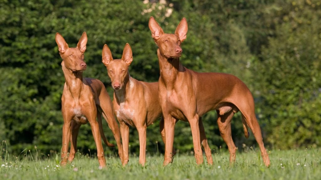 pharaoh hound egyptian dogs m