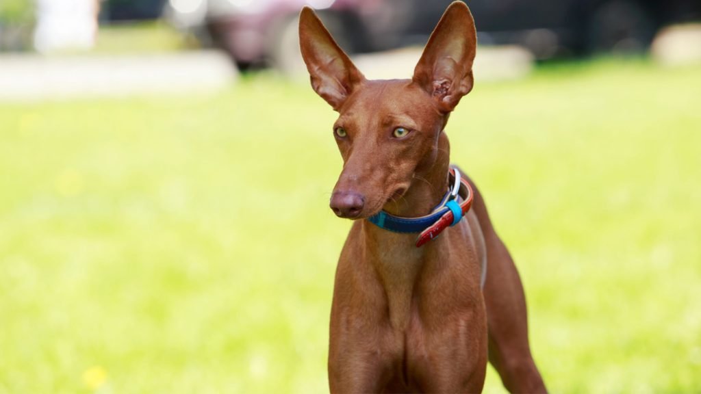 pharaoh hound egyptian dogs