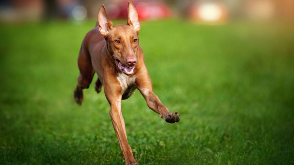 pharaoh hound egyptian dogs