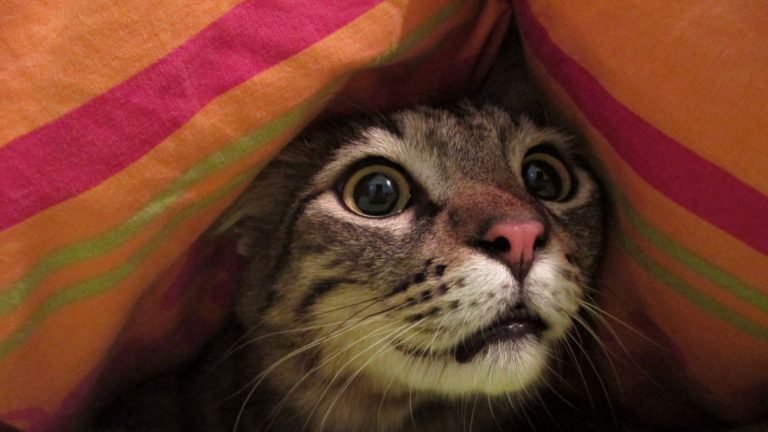 Can Cats See Ghosts? An Insight into the Unseen World of Felines