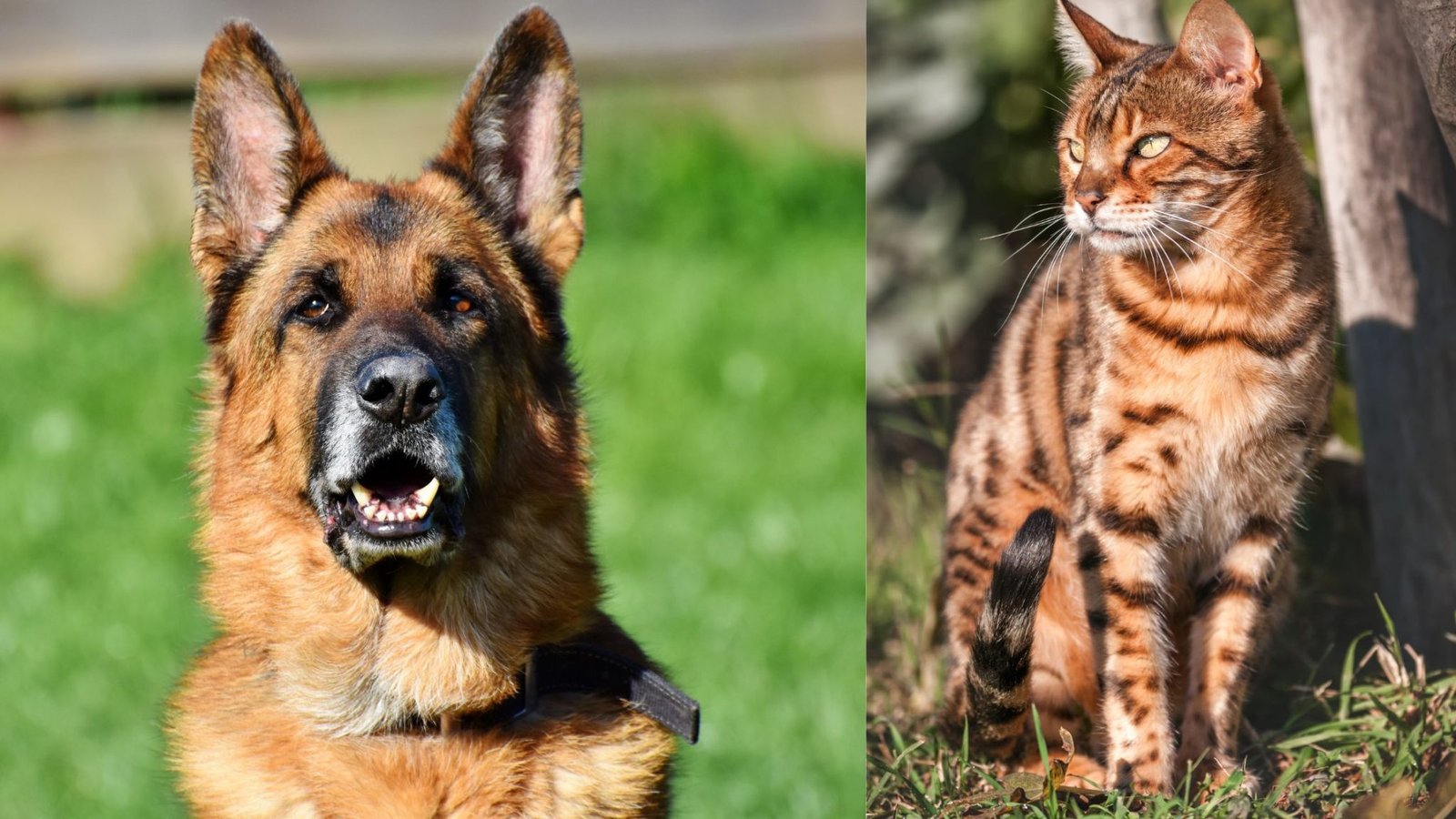 What's the Truth? Do Bengal Cats Get Along with Dogs?