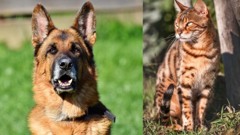 What’s the Truth? Do Bengal Cats Get Along with Dogs?