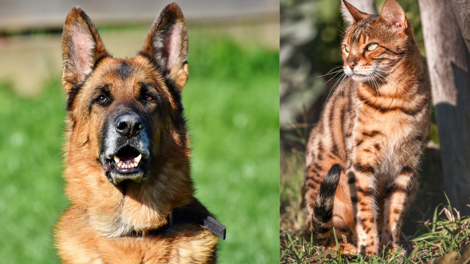 Do Bengal Cats Get Along with Dogs