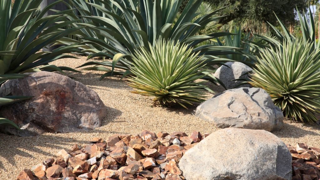 dog friendly xeriscape backyard