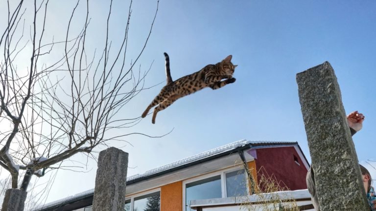 How High Can Cats Jump? Understanding Their Aerial Prowess