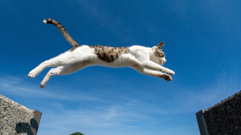 How High Can Cats Jump
