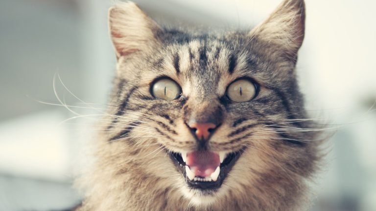 Chasing Feline Secrets: Discover ‘How Many Teeth Do Cats Have?