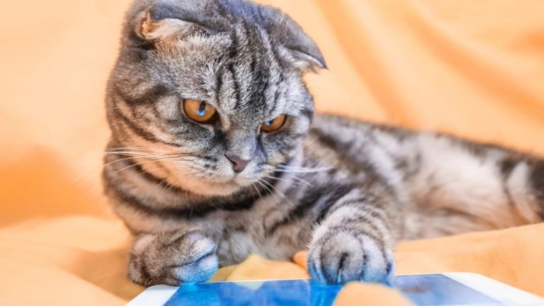 The Feline Intelligence Level: How Smart Are Cats?