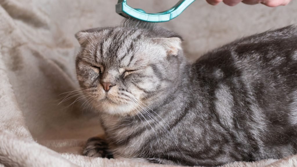 How to Groom a Cat That Hates It