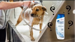 Is it Safe to Use Head and Shoulders on Your Dog