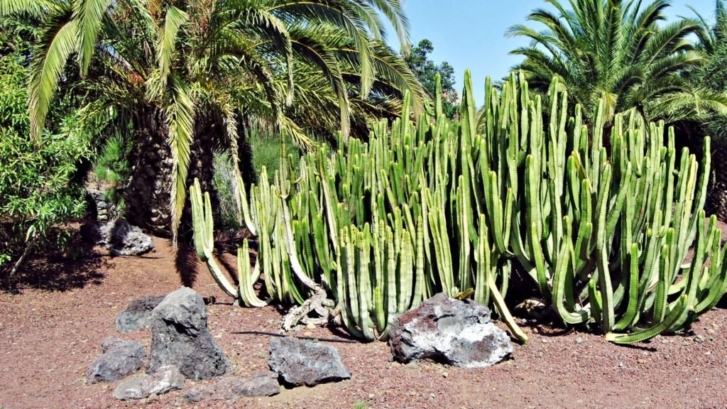 dog friendly xeriscape backyard